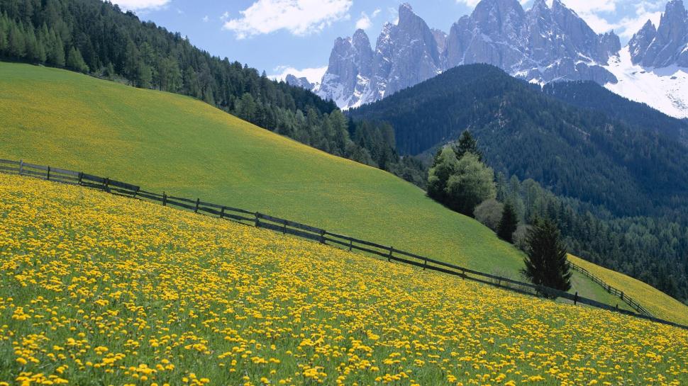 Wildflowers, Dolomite Mountains, Italy. wallpaper,mountain HD wallpaper,italy HD wallpaper,flower HD wallpaper,cloud HD wallpaper,tree HD wallpaper,dolomites HD wallpaper,fence HD wallpaper,3d & abstract HD wallpaper,1920x1080 wallpaper