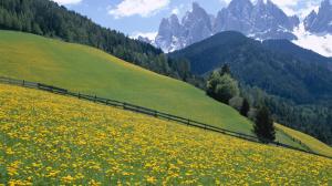 Wildflowers, Dolomite Mountains, Italy. wallpaper thumb