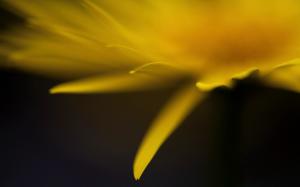 Yellow Flower Petals wallpaper thumb