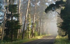 Road, forest, fog, morning wallpaper thumb