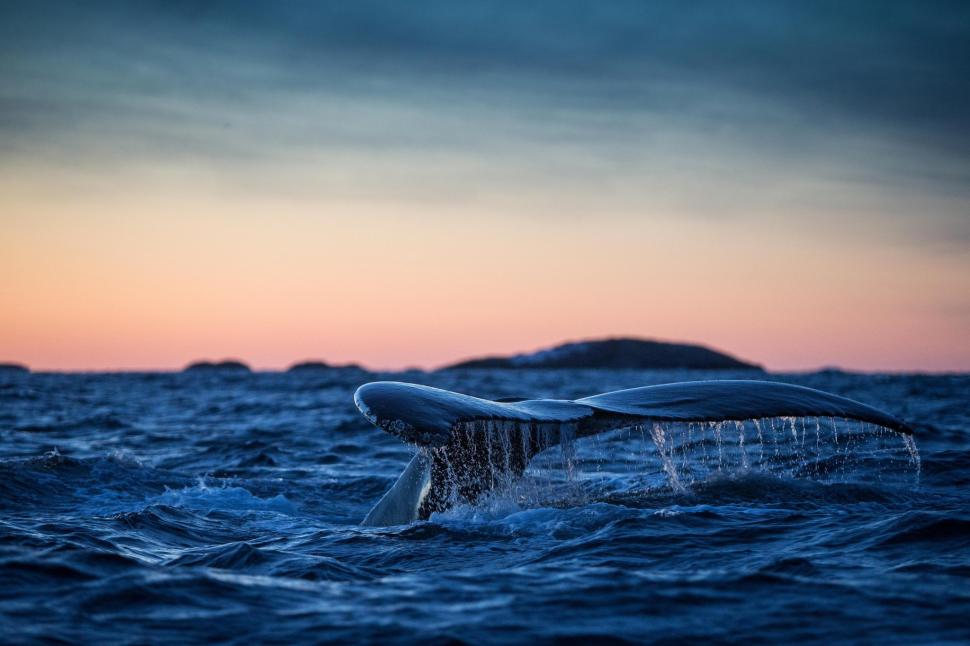 Humpback whale tail wallpaper,humpback whale tail HD wallpaper,the Atlantic Ocean HD wallpaper,2048x1365 wallpaper