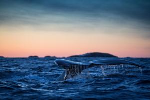Humpback whale tail wallpaper thumb