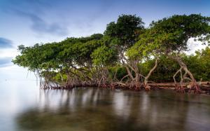 The mangrove forests of the lake scenery wallpaper thumb