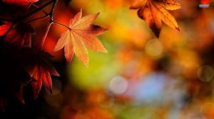 Crisp Autumn Leaves wallpaper thumb