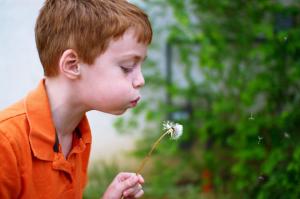 Child Boy Blowing Dandelion wallpaper thumb