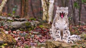 Snow Leopard, Mouth, Animal, Nature wallpaper thumb