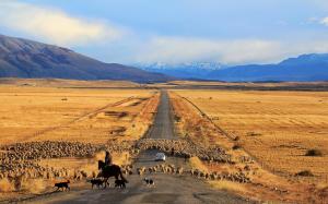 Golden fields, road, sheep, Chile, Patagonia wallpaper thumb
