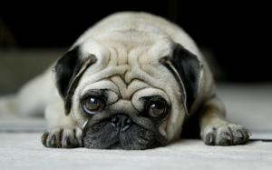 Lonely Little Pug wallpaper thumb