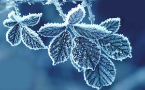 Cold Leaves HD wallpaper thumb