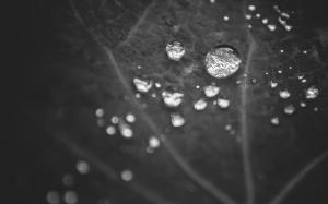 Water Drops Macro BW Leaf HD wallpaper thumb