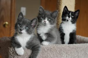 Lovely kittens wallpaper thumb