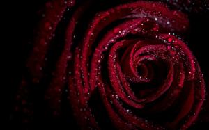 Rose Drops Petals Background Free wallpaper thumb
