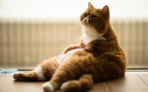 Fat cat relaxation wallpaper thumb