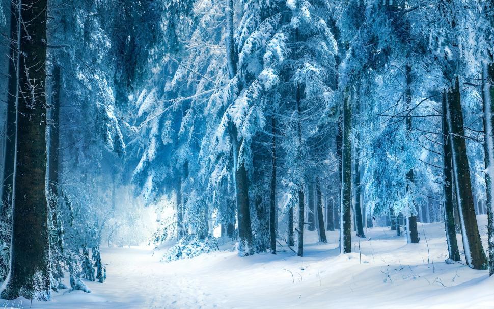 Winter landscape, snow forest wallpaper,Winter HD wallpaper,Landscape HD wallpaper,Snow HD wallpaper,Forest HD wallpaper,1920x1200 wallpaper