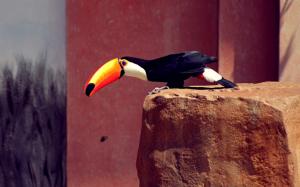 Toucan, orange beak, black feathers, stones wallpaper thumb
