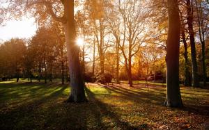 Park, trees, autumn, sunset, shadow wallpaper thumb