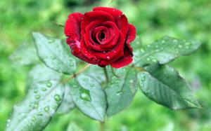 One red rose flower, green leaves, water drops wallpaper thumb