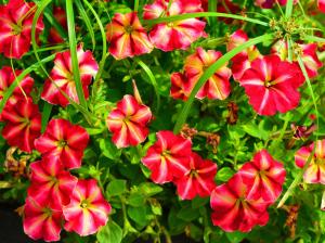Petunia, red flowers wallpaper thumb