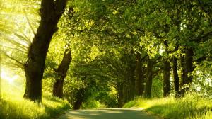 Road Covered with Green Trees wallpaper thumb