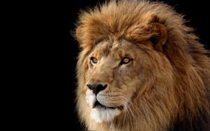 Lion The Ruler wallpaper thumb