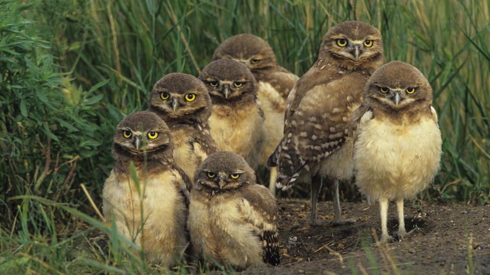 Burrowing Owl Chicks, Saskatchewan, Canada wallpaper,wildlife HD wallpaper,grass HD wallpaper,canada HD wallpaper,owls HD wallpaper,animals HD wallpaper,1920x1080 wallpaper
