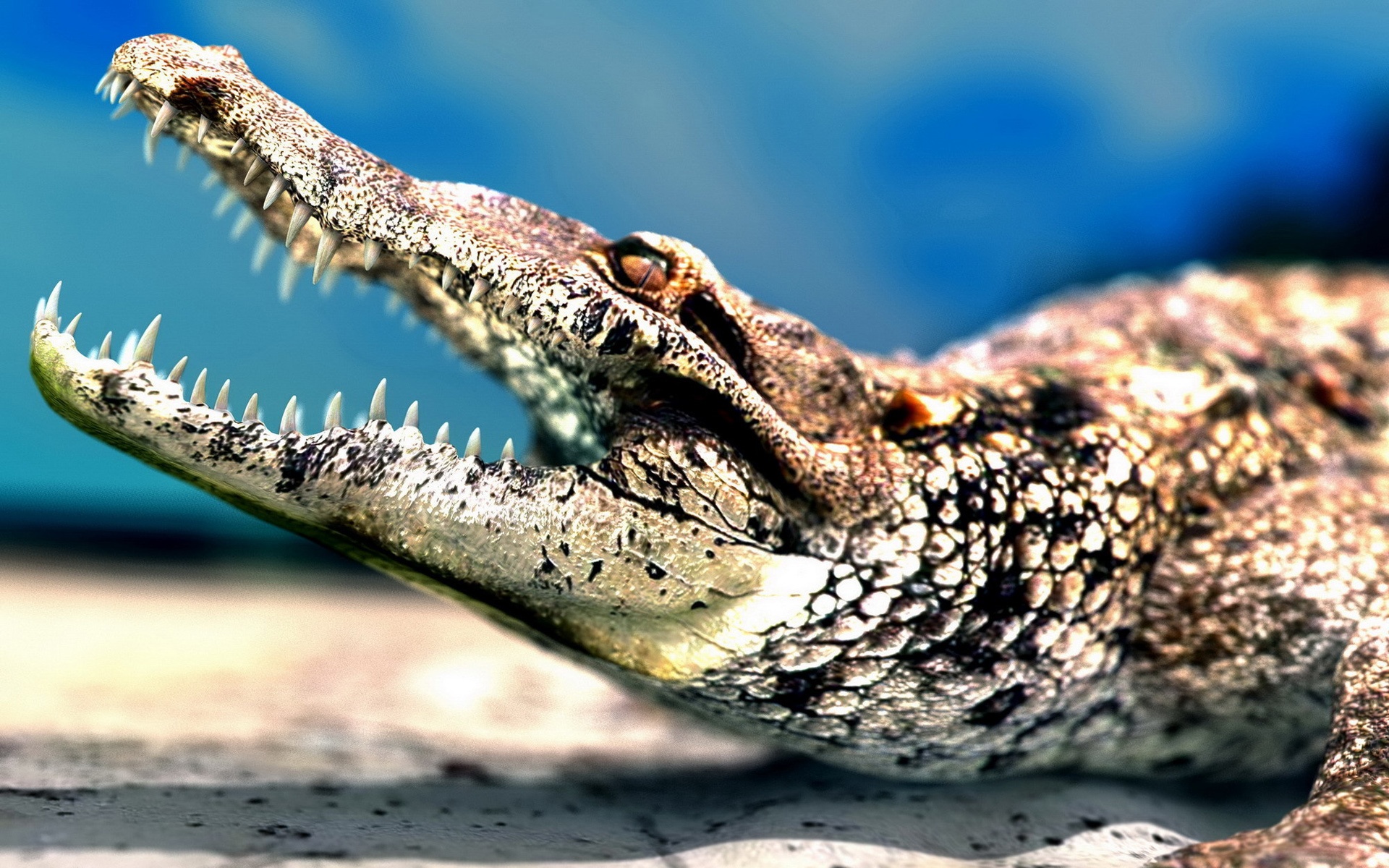 Big mouth crocodile sharp teeth wallpaper | animals | Wallpaper Better