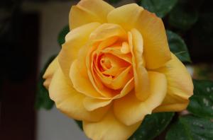 Yellow Rose Of?...... wallpaper thumb