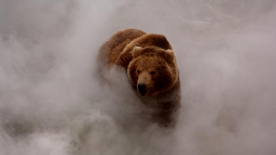 Grizzly Bear Bear Fog Mist HD wallpaper,animals HD wallpaper,fog HD wallpaper,mist HD wallpaper,bear HD wallpaper,grizzly HD wallpaper,1920x1080 wallpaper
