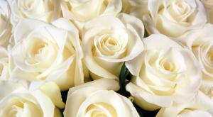 * Pure White Roses * wallpaper thumb