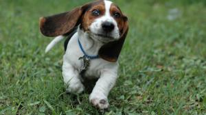 Dog Puppy Beagle HD wallpaper thumb