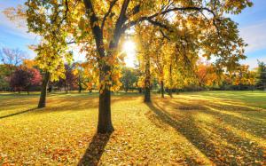 Park, trees, grass, leaves, autumn, sunset wallpaper thumb