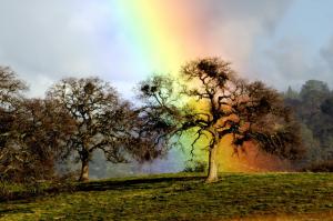 The Oak The Rainbow wallpaper thumb