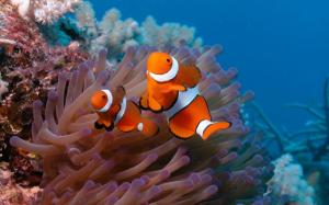 Underwater world, beautiful clown fish wallpaper thumb