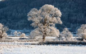 ice, snow,winter, tree, season, Nature wallpaper thumb