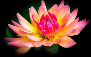 Flower close-up, yellow and pink, dahlia, black background wallpaper thumb