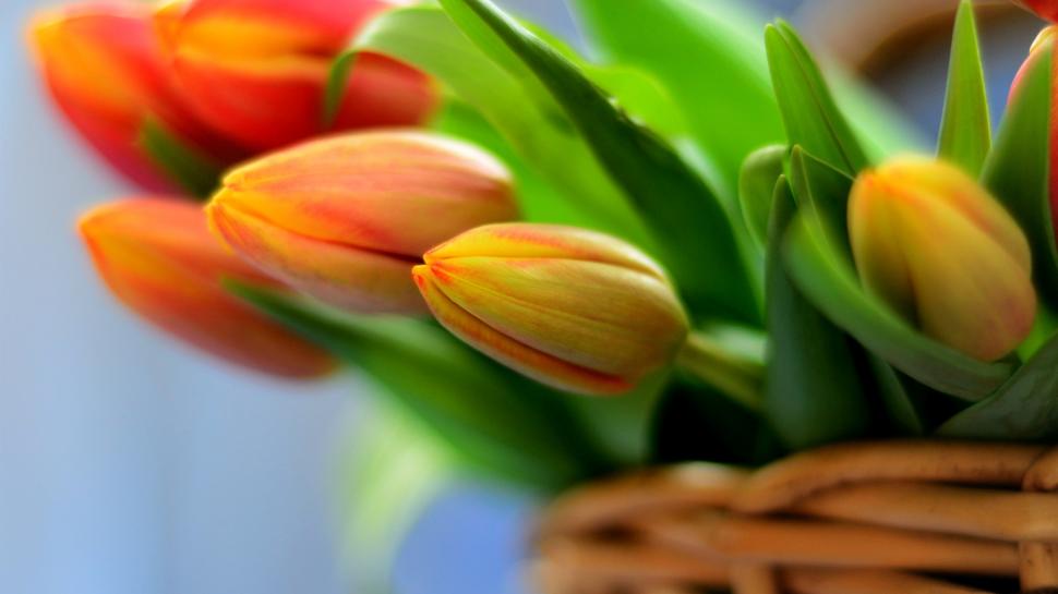 Orange tulips, bouquet flowers in basket wallpaper,Orange HD wallpaper,Tulips HD wallpaper,Bouquet HD wallpaper,Flowers HD wallpaper,Basket HD wallpaper,3840x2160 wallpaper