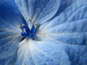 Blue flower wallpaper thumb