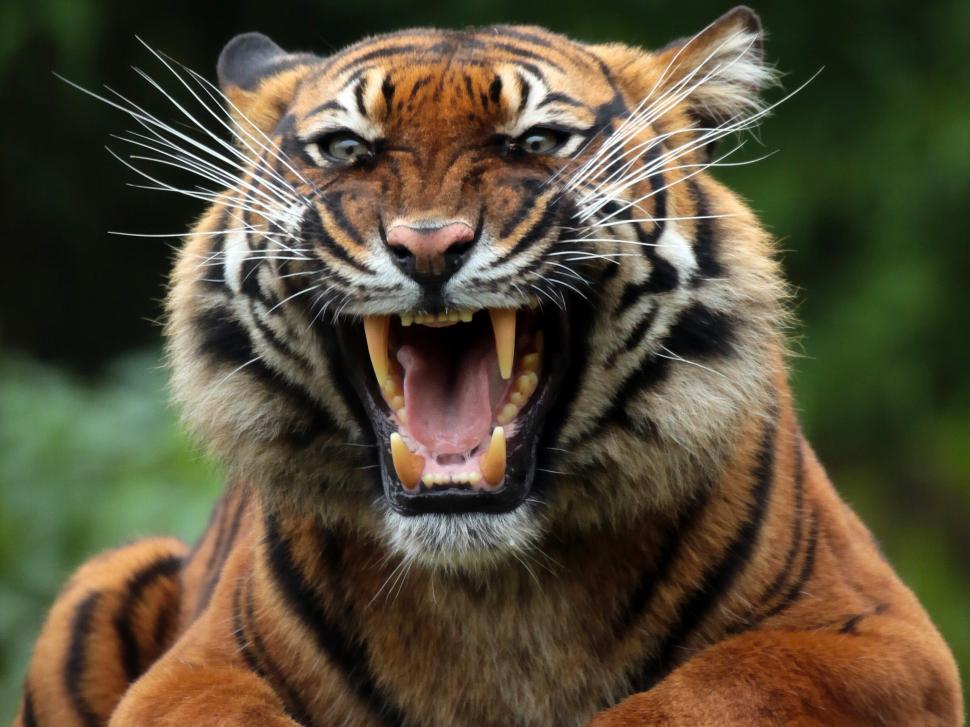 Tiger snout wallpaper,tiger HD wallpaper,predator HD wallpaper,wild cat HD wallpaper,snout HD wallpaper,jaws HD wallpaper,teeth HD wallpaper,2560x1920 wallpaper