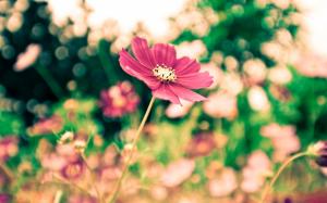 The park red flowers blur photography wallpaper thumb