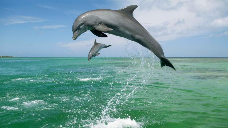 Jumping Dolphins wallpaper,oceans HD wallpaper,dolphins HD wallpaper,animals HD wallpaper,jumping HD wallpaper,1920x1080 wallpaper