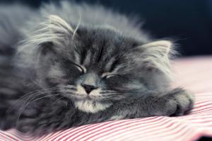 cat, fluffy, face, sleep wallpaper thumb