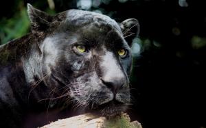 panther, wild cat, predator, black wallpaper thumb