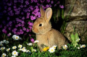 Brown bunny with flower wallpaper thumb