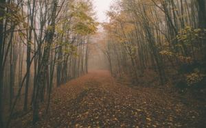 Trees Path Trail Leaves Fog Mist HD wallpaper thumb