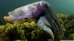 Cuttlefish Under The Sea wallpaper thumb
