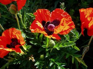 Poppies In Our Garden. wallpaper thumb