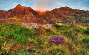 Snowdonia, sky, clouds, mountains, rocks, flowers, grass wallpaper thumb