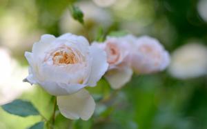 White rose flowers, garden wallpaper thumb