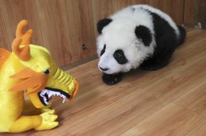 Cute Baby Panda, Animal, Lovely, Toy wallpaper thumb