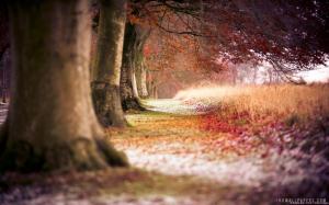 Beech Trees and Autumn Leaves wallpaper thumb